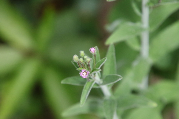 photo of Hoary Willowherb