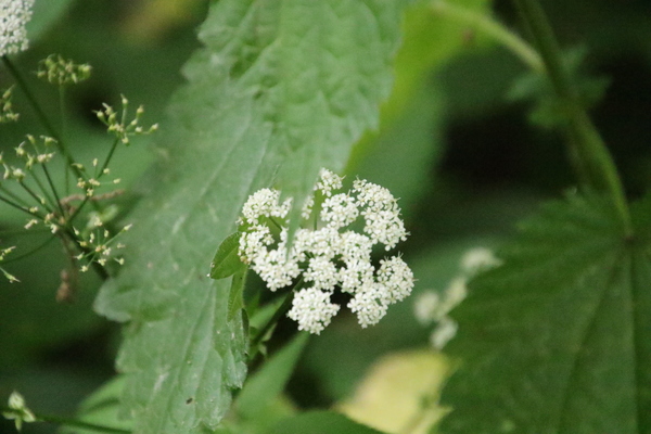 photo of Ground Elder