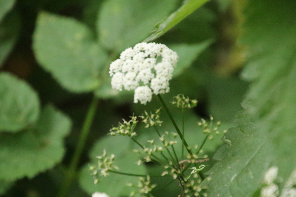 photo of Ground Elder