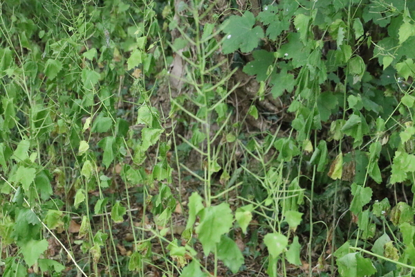 photo of Garlic Mustard