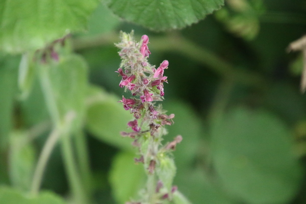 photo of Hedge Woundwort