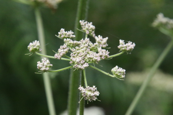 photo of Hogweed