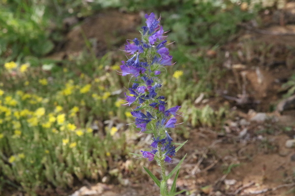 photo of Vipers Bugloss