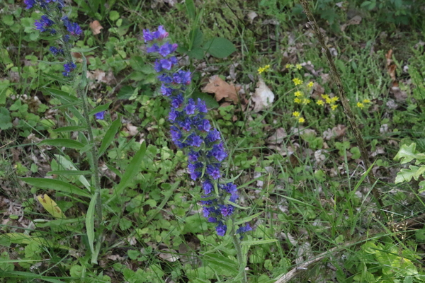 photo of Vipers Bugloss