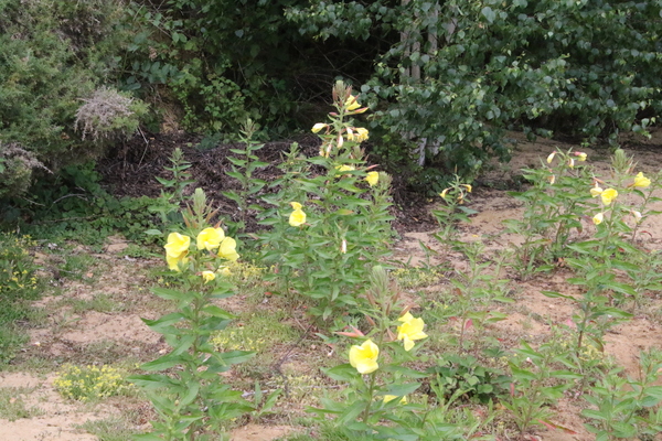 photo of Large Flowered Evening Primrose