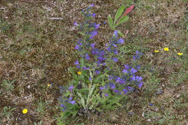 photo of Vipers Bugloss