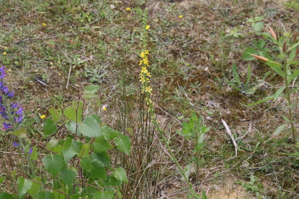 photo of Agrimony