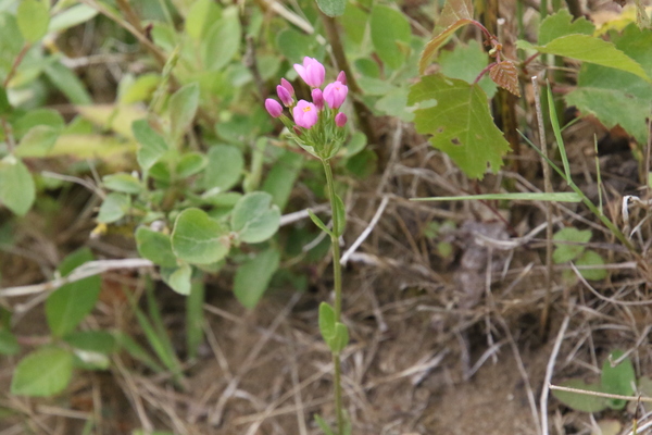 photo of Common Centaury