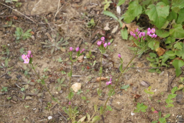 photo of Common Centaury
