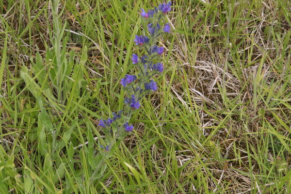 photo of Vipers Bugloss