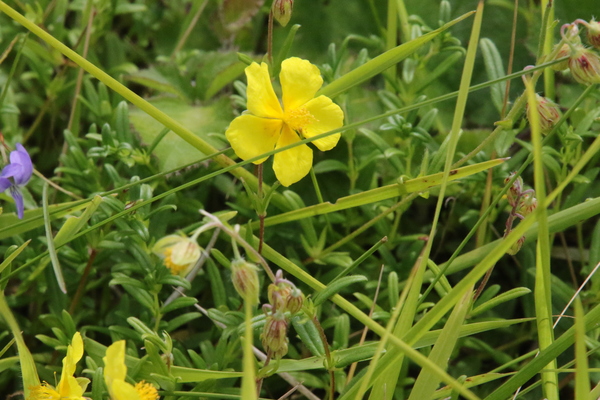 photo of Common Rockrose