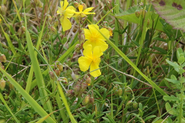 photo of Common Rockrose