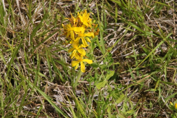 photo of Perforate St. John's Wort