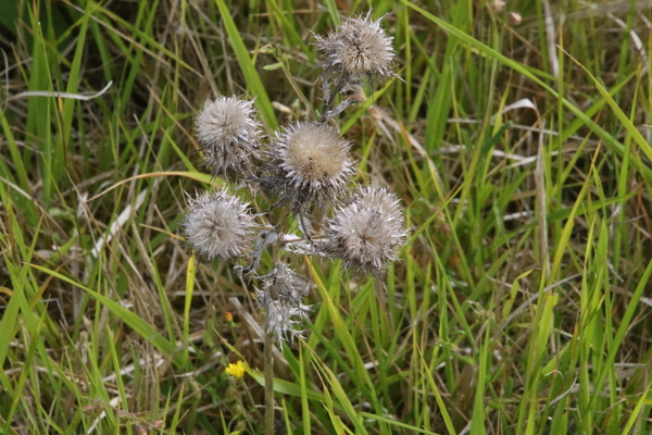 photo of Carline Thistle