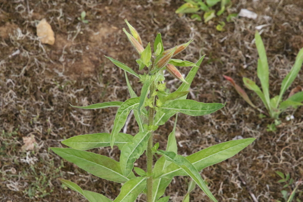 photo of Large Flowered Evening Primrose
