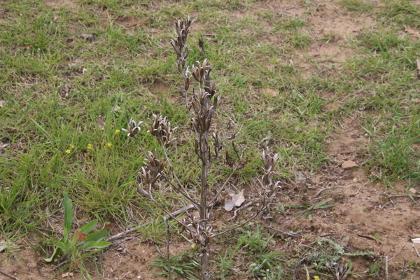 photo of Vipers Bugloss
