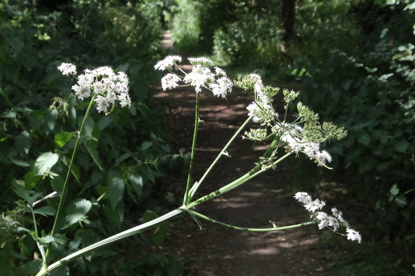 photo of Hogweed