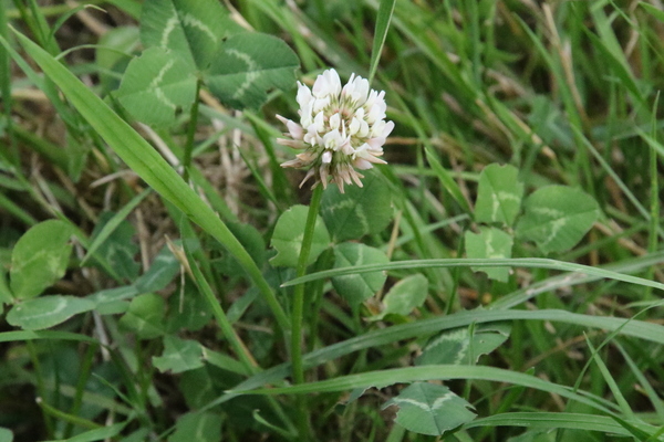 photo of White Clover