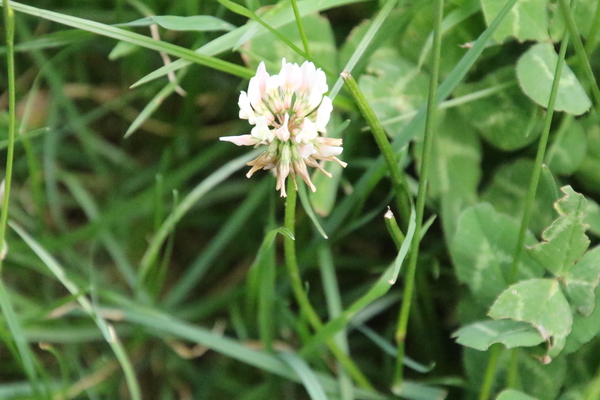 photo of White Clover