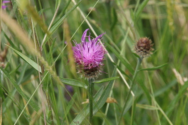 photo of Common Knapweed
