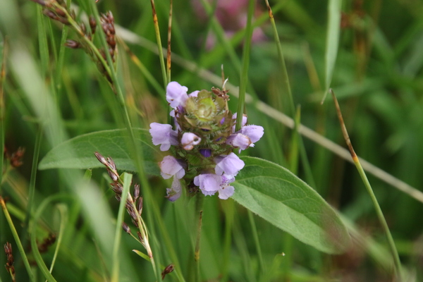 photo of Selfheal
