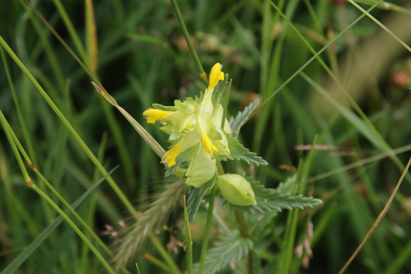 photo of Yellow Rattle