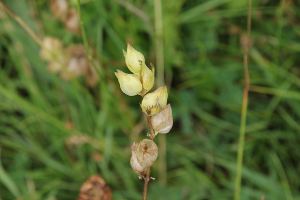 photo of Yellow Rattle