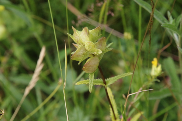 photo of Yellow Rattle