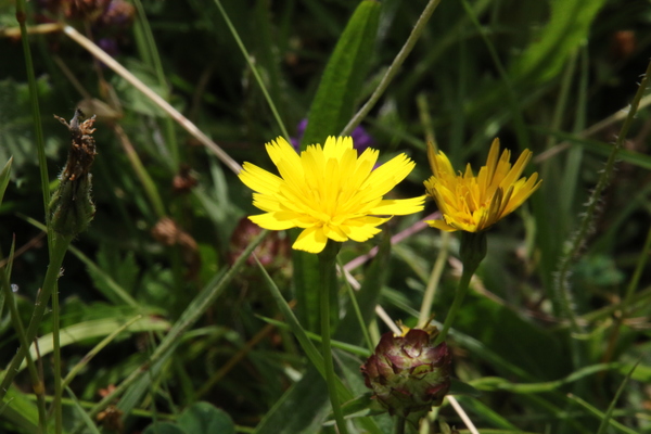 photo of Common Cat's Ear