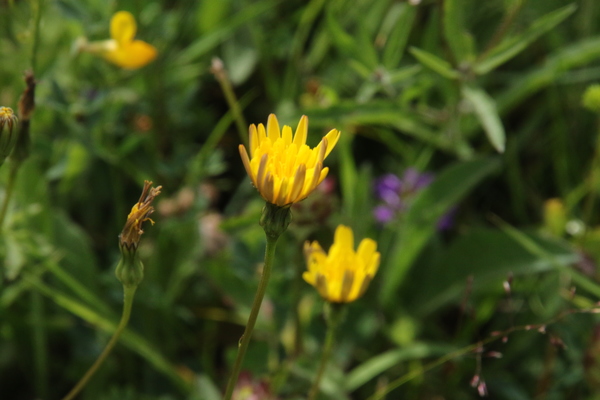 photo of Common Cat's Ear