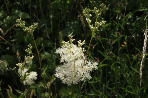 photo of Meadowsweet