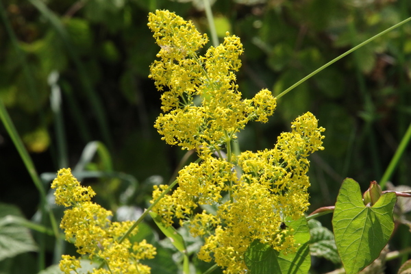 photo of Lady's Bedstraw