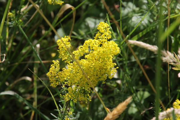 photo of Lady's Bedstraw