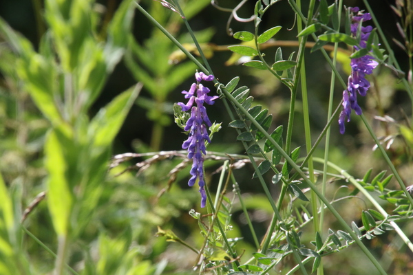 photo of Tufted Vetch