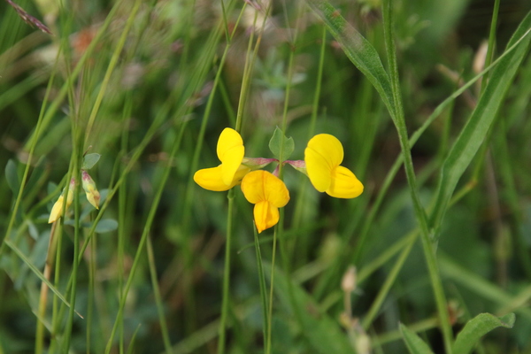 photo of Bird's Foot Trefoil
