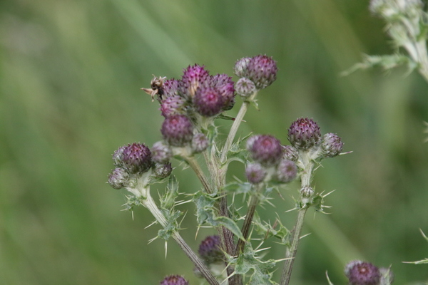 photo of Creeping Thistle
