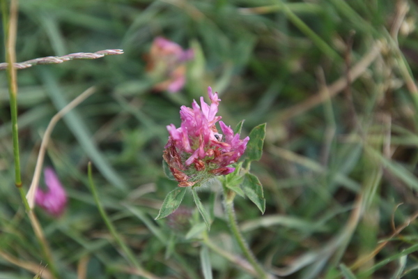 photo of Red Clover
