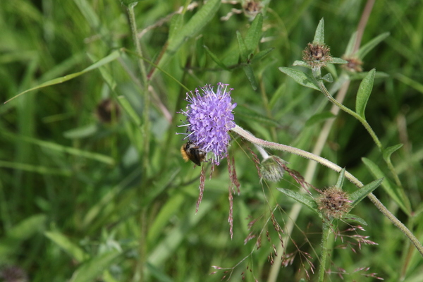 photo of Devil's Bit Scabious