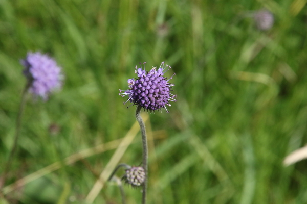 photo of Devil's Bit Scabious