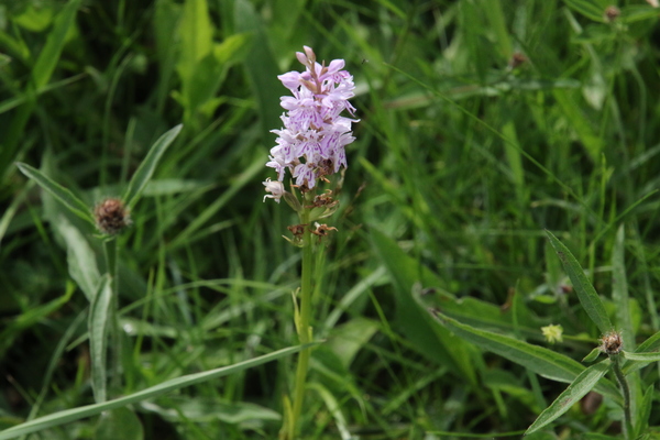 photo of Common Spotted Orchid