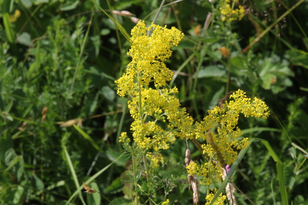 photo of Lady's Bedstraw