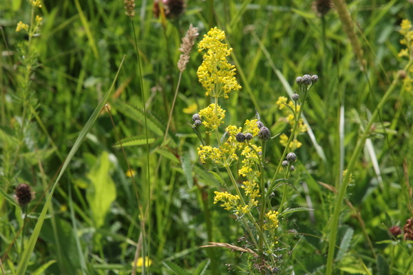 photo of Lady's Bedstraw