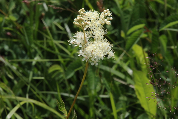 photo of Meadowsweet