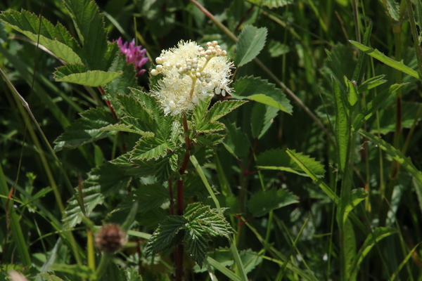 photo of Meadowsweet