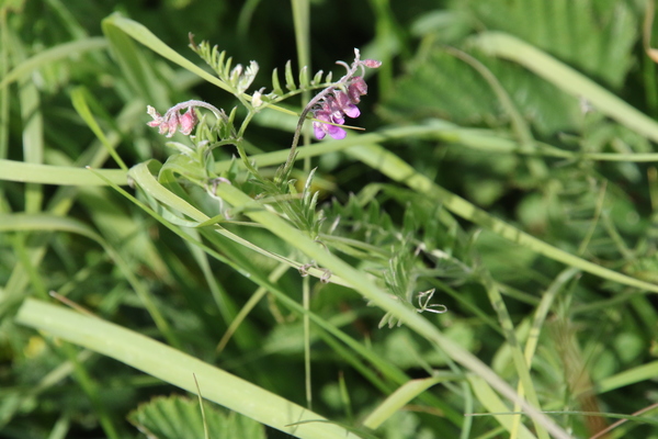 photo of Tufted Vetch