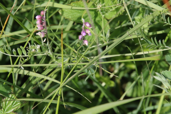 photo of Tufted Vetch