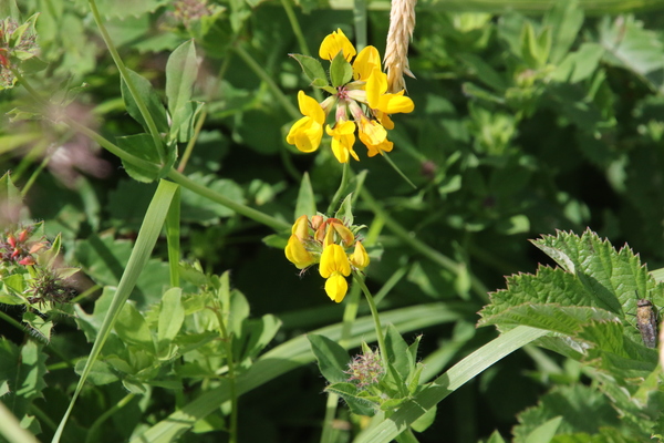 photo of Greater Bird's Foot Trefoil