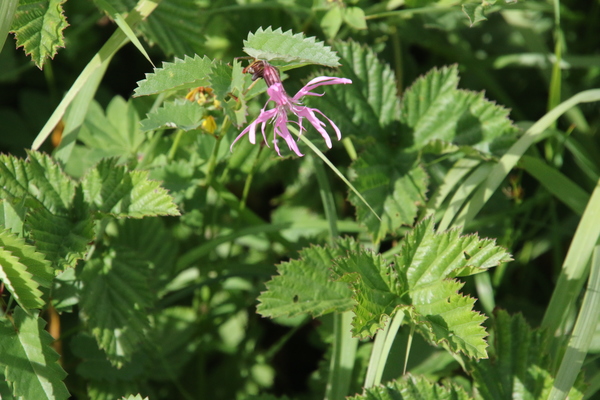 photo of Ragged Robin