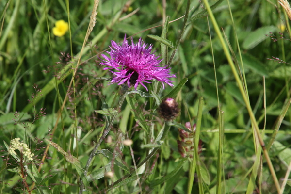 photo of Common Knapweed