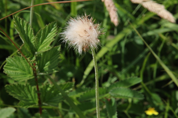 photo of Meadow Thistle